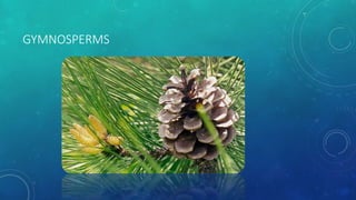 GYMNOSPERMS
 