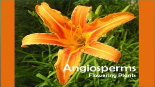 ANGIOSPERMS
 