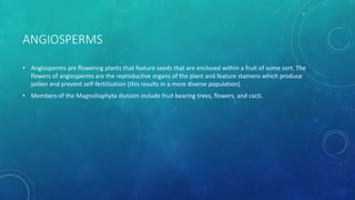 ANGIOSPERMS
• Angiosperms are flowering plants that feature seeds that are enclosed within a fruit of some sort. The
flowers of angiosperms are the reproductive organs of the plant and feature stamens which produce
pollen and prevent self-fertilization (this results in a more diverse population).
• Members of the Magnoliophyta division include fruit bearing trees, flowers, and cacti.
 