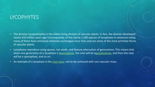 LYCOPHYTES
• The division Lycopodiophta is the oldest living division of vascular plants. In fact, the division developed
nearly 410 million years ago! Consequently, of the nearly 1,200 species of lycophytes in existence today,
many of them have remained relatively unchanged since then and are some of the most primitive forms
of vascular plants.
• Lycophytes reproduce using spores, not seeds, and feature alternation of generations. This means that
when one generation of a lycophyte is asporophyte, the next will be agametophyte, and then the next
will be a sporophyte, and so on.
• An example of a lycophyte is the club moss, not to be confused with non-vascular moss.
 