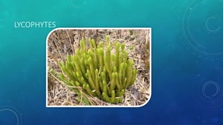 LYCOPHYTES
 