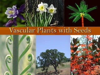 Vascular Plants with SeedsVascular Plants with Seeds
 