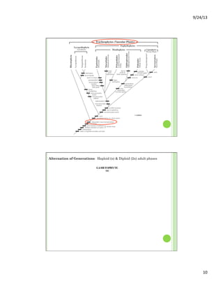 9/24/13	
  
10	
  
GAMETOPHYTE
(n)
Egg
(n)
Sperm
(n)
Zygote
(2n)
HAPLODIPLONTIC
("Alternation of
Generations")
SPOROPHYTE
(2n)
Embryo
(2n)
Spores
(n)
lost by reduction and modification
in the Angiosperms
and some Gnetales
Sporangium
(2n)
Archegonium
(n)
Antheridium
(n)
fertilization
mitosismitosis
meiosis
mitosis
}
(Sperm non-flagellate in Conifers,
Gnetales, and Angiosperms)
Sporocyte
(2n)
produce
Alternation of Generations: Haploid (n) & Diploid (2n) adult phases
 