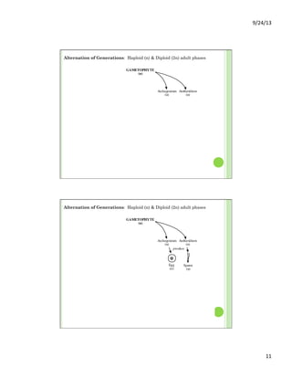 9/24/13	
  
11	
  
GAMETOPHYTE
(n)
Egg
(n)
Sperm
(n)
Zygote
(2n)
HAPLODIPLONTIC
("Alternation of
Generations")
SPOROPHYTE
(2n)
Embryo
(2n)
Spores
(n)
lost by reduction and modification
in the Angiosperms
and some Gnetales
Sporangium
(2n)
Archegonium
(n)
Antheridium
(n)
fertilization
mitosismitosis
meiosis
mitosis
}
(Sperm non-flagellate in Conifers,
Gnetales, and Angiosperms)
Sporocyte
(2n)
produce
Alternation of Generations: Haploid (n) & Diploid (2n) adult phases
GAMETOPHYTE
(n)
Egg
(n)
Sperm
(n)
Zygote
(2n)
HAPLODIPLONTIC
("Alternation of
Generations")
SPOROPHYTE
(2n)
Embryo
(2n)
Spores
(n)
lost by reduction and modification
in the Angiosperms
and some Gnetales
Sporangium
(2n)
Archegonium
(n)
Antheridium
(n)
fertilization
mitosismitosis
meiosis
mitosis
}
(Sperm non-flagellate in Conifers,
Gnetales, and Angiosperms)
Sporocyte
(2n)
produce
Alternation of Generations: Haploid (n) & Diploid (2n) adult phases
 
