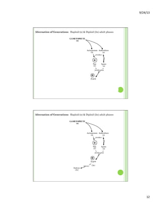 9/24/13	
  
12	
  
GAMETOPHYTE
(n)
Egg
(n)
Sperm
(n)
Zygote
(2n)
HAPLODIPLONTIC
("Alternation of
Generations")
SPOROPHYTE
(2n)
Embryo
(2n)
Spores
(n)
lost by reduction and modification
in the Angiosperms
and some Gnetales
Sporangium
(2n)
Archegonium
(n)
Antheridium
(n)
fertilization
mitosismitosis
meiosis
mitosis
}
(Sperm non-flagellate in Conifers,
Gnetales, and Angiosperms)
Sporocyte
(2n)
produce
Alternation of Generations: Haploid (n) & Diploid (2n) adult phases
GAMETOPHYTE
(n)
Egg
(n)
Sperm
(n)
Zygote
(2n)
HAPLODIPLONTIC
("Alternation of
Generations")
SPOROPHYTE
(2n)
Embryo
(2n)
Spores
(n)
lost by reduction and modification
in the Angiosperms
and some Gnetales
Sporangium
(2n)
Archegonium
(n)
Antheridium
(n)
fertilization
mitosismitosis
meiosis
mitosis
}
(Sperm non-flagellate in Conifers,
Gnetales, and Angiosperms)
Sporocyte
(2n)
produce
Alternation of Generations: Haploid (n) & Diploid (2n) adult phases
 