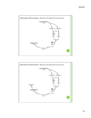 9/24/13	
  
13	
  
GAMETOPHYTE
(n)
Egg
(n)
Sperm
(n)
Zygote
(2n)
HAPLODIPLONTIC
("Alternation of
Generations")
SPOROPHYTE
(2n)
Embryo
(2n)
Spores
(n)
lost by reduction and modification
in the Angiosperms
and some Gnetales
Sporangium
(2n)
Archegonium
(n)
Antheridium
(n)
fertilization
mitosismitosis
meiosis
mitosis
}
(Sperm non-flagellate in Conifers,
Gnetales, and Angiosperms)
Sporocyte
(2n)
produce
Alternation of Generations: Haploid (n) & Diploid (2n) adult phases
GAMETOPHYTE
(n)
Egg
(n)
Sperm
(n)
Zygote
(2n)
HAPLODIPLONTIC
("Alternation of
Generations")
SPOROPHYTE
(2n)
Embryo
(2n)
Spores
(n)
lost by reduction and modification
in the Angiosperms
and some Gnetales
Sporangium
(2n)
Archegonium
(n)
Antheridium
(n)
fertilization
mitosismitosis
meiosis
mitosis
}
(Sperm non-flagellate in Conifers,
Gnetales, and Angiosperms)
Sporocyte
(2n)
produce
Alternation of Generations: Haploid (n) & Diploid (2n) adult phases
 