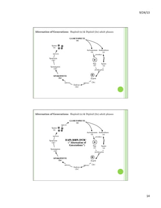 9/24/13	
  
14	
  
GAMETOPHYTE
(n)
Egg
(n)
Sperm
(n)
Zygote
(2n)
HAPLODIPLONTIC
("Alternation of
Generations")
SPOROPHYTE
(2n)
Embryo
(2n)
Spores
(n)
lost by reduction and modification
in the Angiosperms
and some Gnetales
Sporangium
(2n)
Archegonium
(n)
Antheridium
(n)
fertilization
mitosismitosis
meiosis
mitosis
}
(Sperm non-flagellate in Conifers,
Gnetales, and Angiosperms)
Sporocyte
(2n)
produce
Alternation of Generations: Haploid (n) & Diploid (2n) adult phases
GAMETOPHYTE
(n)
Egg
(n)
Sperm
(n)
Zygote
(2n)
HAPLODIPLONTIC
("Alternation of
Generations")
SPOROPHYTE
(2n)
Embryo
(2n)
Spores
(n)
lost by reduction and modification
in the Angiosperms
and some Gnetales
Sporangium
(2n)
Archegonium
(n)
Antheridium
(n)
fertilization
mitosismitosis
meiosis
mitosis
}
(Sperm non-flagellate in Conifers,
Gnetales, and Angiosperms)
Sporocyte
(2n)
produce
Alternation of Generations: Haploid (n) & Diploid (2n) adult phases
 