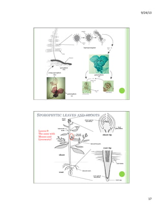 9/24/13	
  
17	
  
lateral branch
root
shoot
axillary
bud
shoot
apex
lateral
branch
node
internode
root tip
root apical
meristem
root cap
root hairs
shoot tip
shoot apical
meristem
bud
primordium
lateral roots
SPOROPHYTIC LEAVES AND SHOOTS
Leavesà
The same with
Mosses and
Liverworts?
 