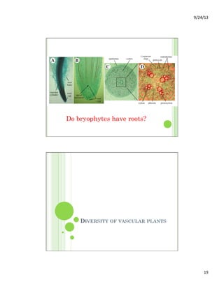 9/24/13	
  
19	
  
Do bryophytes have roots?
DIVERSITY OF VASCULAR PLANTS
 
