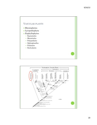 9/24/13	
  
20	
  
VASCULAR PLANTS
¢  Rhyniophytes
¢  Lycopodiophyta
¢  Euphyllophytes
—  Equisatales
—  Marattiales
—  Polypodiales
—  Ophioglosalles
—  Psilotales
—  Seed plants
 