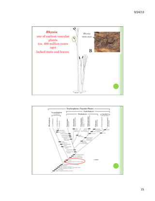 9/24/13	
  
21	
  
Rhynia
-  one of earliest vascular
plants
(ca. 400 million years
ago)
- lacked roots and leaves
 