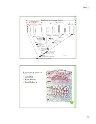 9/24/13	
  
22	
  
LYCOPODIOPHYTA
¢  Lycophyll
¢  Stem Exarch
¢  Root Endarch
 