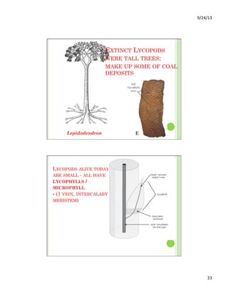 9/24/13	
  
23	
  
Lepidodendron
EXTINCT LYCOPODS
WERE TALL TREES:
MAKE UP SOME OF COAL
DEPOSITS
LYCOPODS ALIVE TODAY
ARE SMALL - ALL HAVE
LYCOPHYLLS /
MICROPHYLL
- (1 VEIN, INTERCALARY
MERISTEM)
 