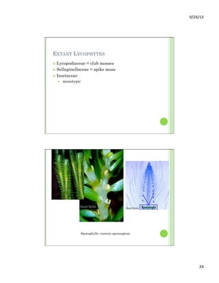 9/24/13	
  
24	
  
EXTANT LYCOPHYTES
¢  Lycopodiaceae = club mosses
¢  Sellaginellaceae = spike moss
¢  Isoetaceae
—  monotypic
Sporophylls- contain sporangium
 