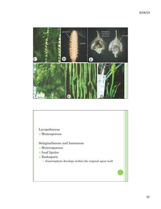 9/24/13	
  
25	
  
Lycopodiaceae
¢  Homosporous
Selaginellaceae and Isoetaceae
¢  Heterosporous
¢  Leaf ligules
¢  Endosporic
—  Gametophyte develops within the original spore wall
 