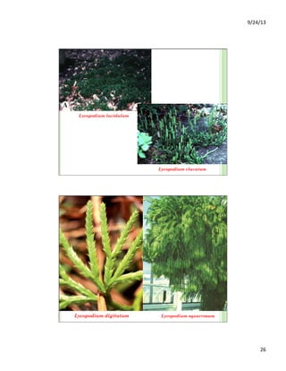 9/24/13	
  
26	
  
Lycopodium clavatum
Lycopodium lucidulum
Lycopodium digitatum Lycopodium squarrosum
 
