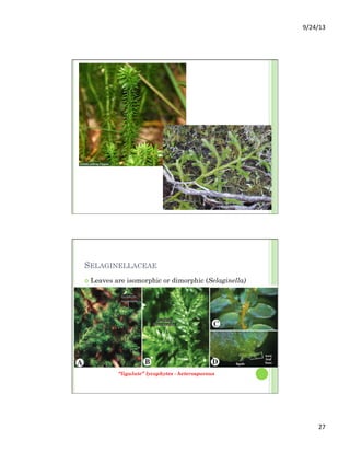 9/24/13	
  
27	
  
SELAGINELLACEAE
¢  Leaves are isomorphic or dimorphic (Selaginella)
“ligulate” lycophytes - heterosporous
 