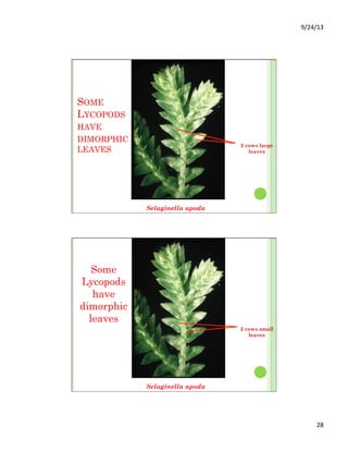 9/24/13	
  
28	
  
SOME
LYCOPODS
HAVE
DIMORPHIC
LEAVES
Selaginella apoda
2 rows large
leaves
Selaginella apoda
2 rows small
leaves
Some
Lycopods
have
dimorphic
leaves
 