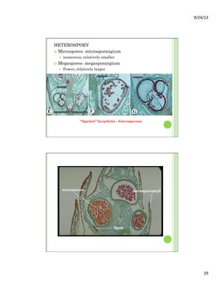 9/24/13	
  
29	
  
HETEROSPORY
¢  Microspores- microsporangium
—  numerous; relatively smaller
¢  Megaspores- megasporangium
—  Fewer; relatively larger
“ligulate” lycophytes - heterosporous
 