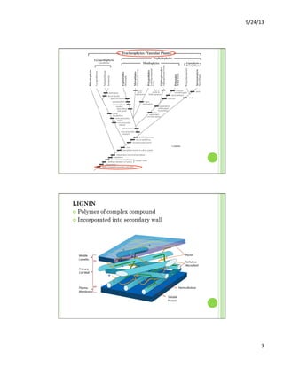 9/24/13	
  
3	
  
LIGNIN
¢  Polymer of complex compound
¢  Incorporated into secondary wall
 
