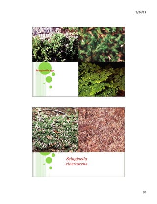 9/24/13	
  
30	
  
Selaginella spp.
Selaginella
cinerascens
 