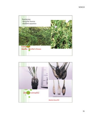 9/24/13	
  
31	
  
Lycopods
Isoetes Merlin’s Grass
Isoetaceae
- Acicular leaves
-shallow aquatics
Isoetes orcuttii
Isoetes howellii
 