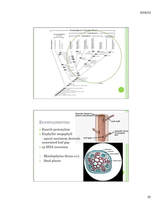 9/24/13	
  
32	
  
EUPHYLOPHYTES
¢  Exarch protoxylem
¢  Euphylls/ megaphyll
- apical meristem derived;
associated leaf gap
¢  cp DNA inversion
A.  Monilophytes (ferns s.l.)
B.  Seed plants
 