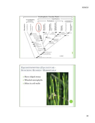 9/24/13	
  
34	
  
EQUISETOPHYTES (EQUISETUM) -
SCOURING RUSHES / HORSETAILS
¢  Have ridged stems
¢  Whorled microphylls
¢  Silica in cell walls
 