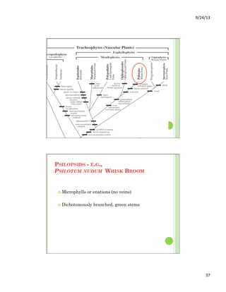9/24/13	
  
37	
  
PSILOPSIDS - E.G.,
PSILOTUM NUDUM WHISK BROOM
¢  Microphylls or enations (no veins)
¢  Dichotomously branched, green stems
 