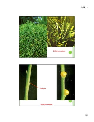 9/24/13	
  
38	
  
Psilotum nudum
dichotomous
branching
Psilotum nudum
enations
 