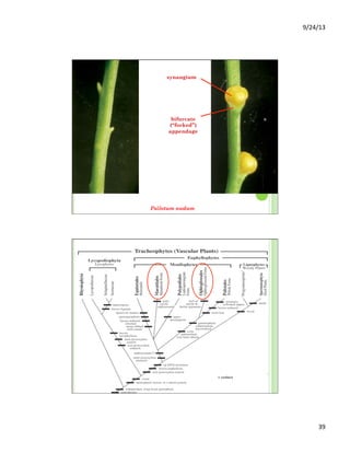 9/24/13	
  
39	
  
Psilotum nudum
synangium
bifurcate
(“forked”)
appendage
 