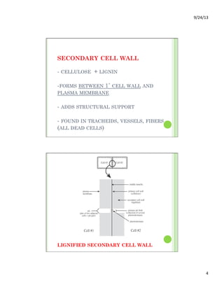 9/24/13	
  
4	
  
SECONDARY CELL WALL
- CELLULOSE + LIGNIN
-FORMS BETWEEN 1˚ CELL WALL AND
PLASMA MEMBRANE
- ADDS STRUCTURAL SUPPORT
- FOUND IN TRACHEIDS, VESSELS, FIBERS
(ALL DEAD CELLS)
LIGNIFIED SECONDARY CELL WALL
 