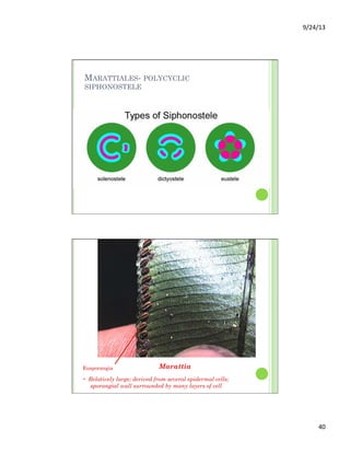 9/24/13	
  
40	
  
MARATTIALES- POLYCYCLIC
SIPHONOSTELE
MarattiaEusporangia
- Relatively large; derived from several epidermal cells;
sporangial wall surrounded by many layers of cell
 