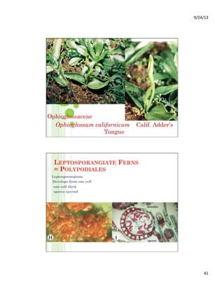 9/24/13	
  
41	
  
Ophioglossaceae
Ophioglossum californicum Calif. Adder’s
Tongue
fertile
sterile
LEPTOSPORANGIATE FERNS
= POLYPODIALES
Leptosporangium:
- Develops from one cell
-  one cell thick
-  spores ejected
 
