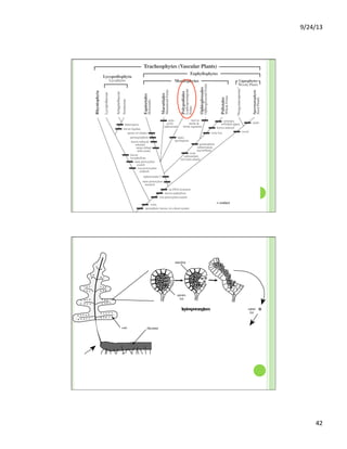 9/24/13	
  
42	
  
spor ophyte
(2n)
gametophyte
(n)
young
spor ophyte
(2n)
sperm cell
(n)
egg cell
(n)
archegonium
antheridium
spore
(n)
rhizomesori
leptosporangium
gametophyte
(n)
annulus
spores
(n)
 
