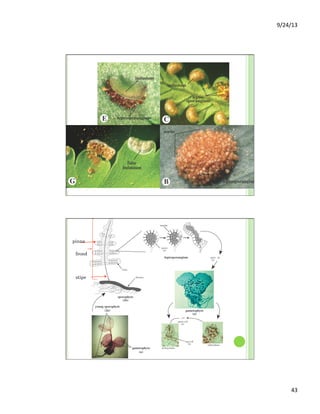 9/24/13	
  
43	
  
frond
stipe
pinna
 