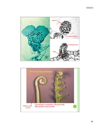 9/24/13	
  
44	
  
antheridium
archegonium
egg
sperm
Fern leaf development
fiddle head/
crozier
Circinnate vernation= shared with
Marattiales and cycads
 