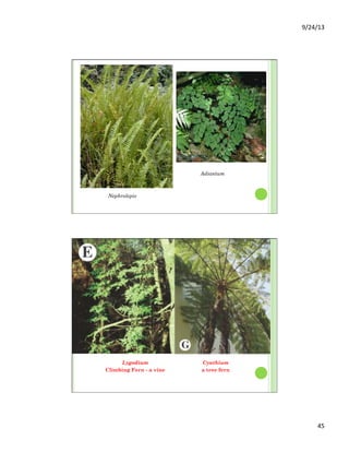 9/24/13	
  
45	
  
Nephrolepis
Adiantum
Lygodium
Climbing Fern - a vine
Cyathium
a tree fern
 