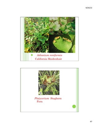9/24/13	
  
47	
  
Adiantum reniformis
California Maidenhair
Fern
Platycerium Staghorn
Fern
 