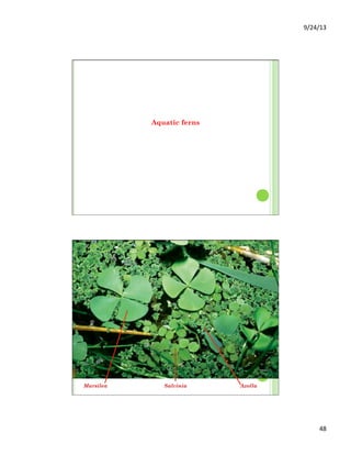 9/24/13	
  
48	
  
Aquatic ferns
Marsilea Salvinia Azolla
 