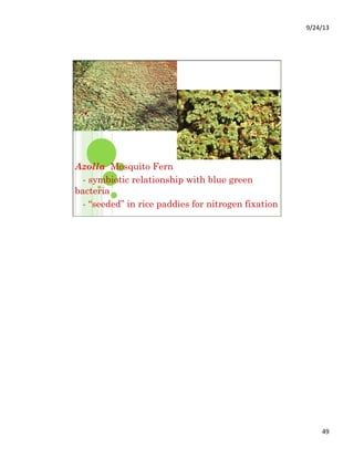 9/24/13	
  
49	
  
Azolla Mosquito Fern
- symbiotic relationship with blue green
bacteria
- “seeded” in rice paddies for nitrogen fixation
 
