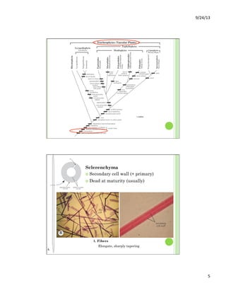 9/24/13	
  
5	
  
Sclerenchyma
¢  Secondary cell wall (+ primary)
¢  Dead at maturity (usually)
1. Fibers
Elongate, sharply tapering
 
