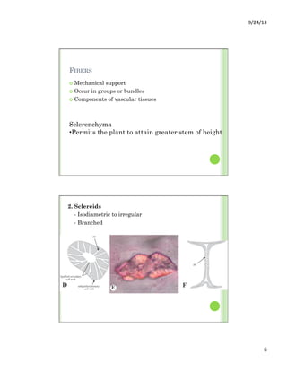 9/24/13	
  
6	
  
FIBERS
¢  Mechanical support
¢  Occur in groups or bundles
¢  Components of vascular tissues
Sclerenchyma
• Permits the plant to attain greater stem of height
2. Sclereids
- Isodiametric to irregular
- Branched
 