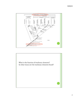 9/24/13	
  
7	
  
What is the function of tracheary elements?
In what tissue are the tracheary elements found?
 