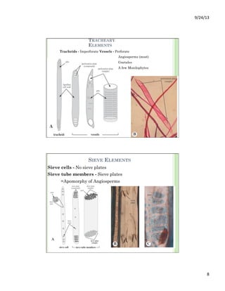 9/24/13	
  
8	
  
TRACHEARY
ELEMENTS
Tracheids - Imperforate Vessels - Perforate
Angiosperms (most)
Gnetales
A few Monilophytes
SIEVE ELEMENTS
Sieve cells - No sieve plates
Sieve tube members - Sieve plates
=Apomorphy of Angiosperms
 