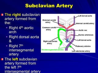 Subclavian Artery
The right subclavian
artery formed from
the:
 Right 4th aortic
arch
 Right dorsal aorta
&
 Right 7th
intersegmental
artery
The left subclavian
artery formed from
the left 7th
intersegmental artery

 