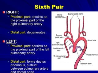 Sixth Pair
RIGHT:
• Proximal part: persists as
the proximal part of the
right pulmonary artery
• Distal part: degenerates

LEFT:
• Proximal part: persists as
the proximal part of the left
pulmonary artery
• Distal part: forms ductus
arteriosus, a shunt
between pulmonary artery

 