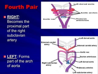 Fourth Pair
RIGHT:
Becomes the
proximal part
of the right
subclavian
artery

LEFT: Forms
part of the arch
of aorta

 
