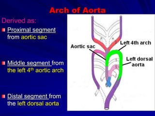 Arch of Aorta
Derived as:
Proximal segment
from aortic sac

Middle segment from
the left 4th aortic arch

Distal segment from
the left dorsal aorta

 