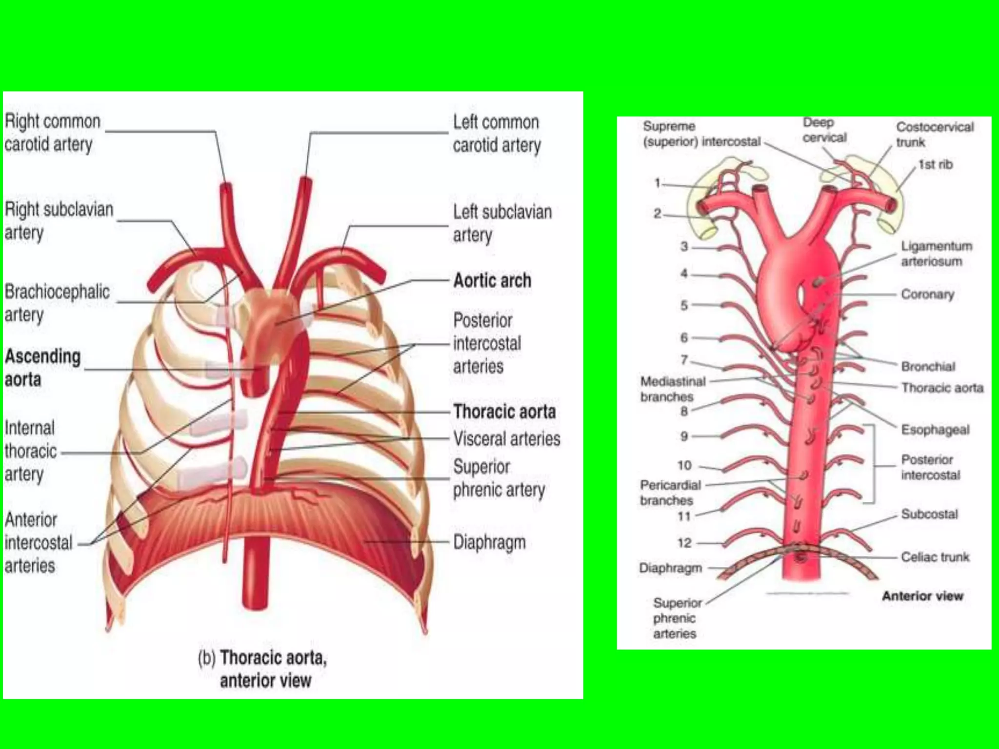 Vascular Shape Vascular structure thorax and abdomen. Almas khan Khorfakkhan hospital ...